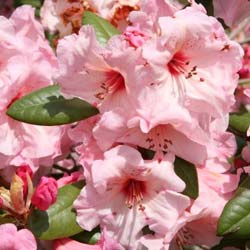 'Rhododendron rose ''Virginia Richards'' / Rhododendron Virginia Richards'